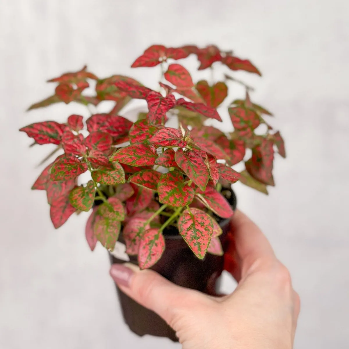 Hypoestes Phyllostachya 'Polka Dot Plant' - 4 Inch