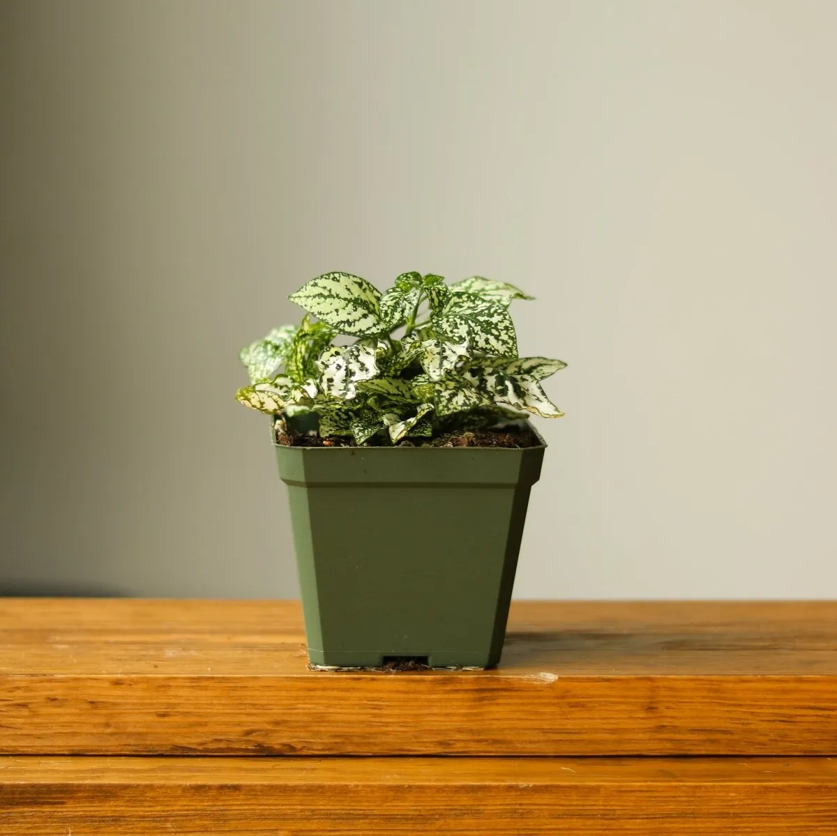 Hypoestes Phyllostachya 'Polka Dot Plant' - 4 Inch